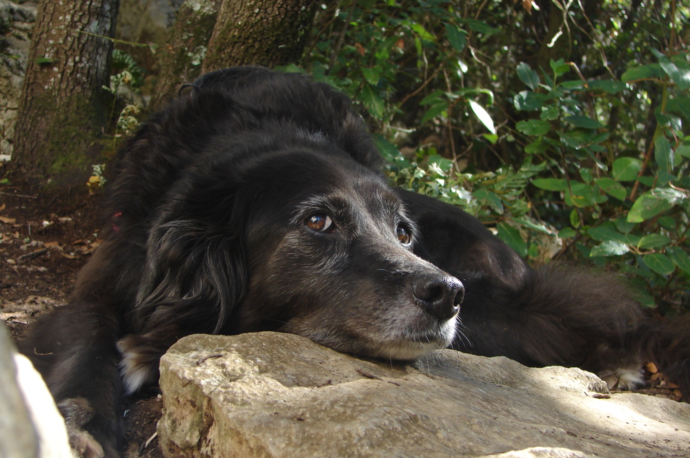 Luna auf Stein - Nima Ashoff - Hundum glücklich statt tierisch gestresst