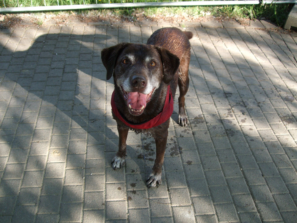 Mos Hund - Nima Ashoff - Hundum glücklich statt tierisch gestresst