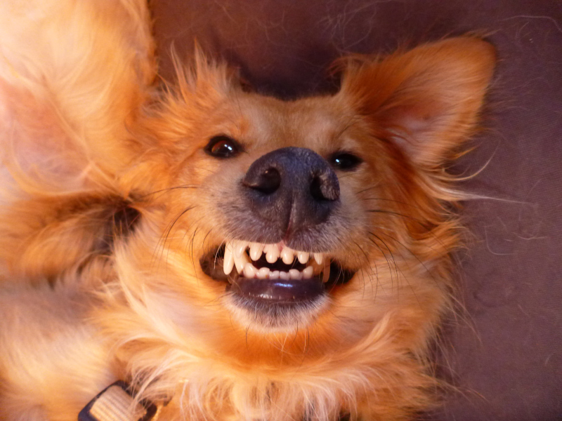 Zaehne Merle - Nima Ashoff - Hundum glücklich statt tierisch gestresst