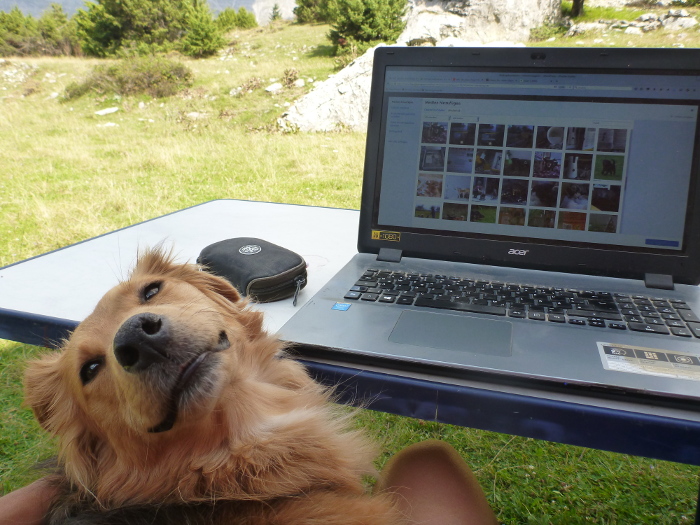 arbeiten mit hund - Nima Ashoff - Hundum glücklich statt tierisch gestresst